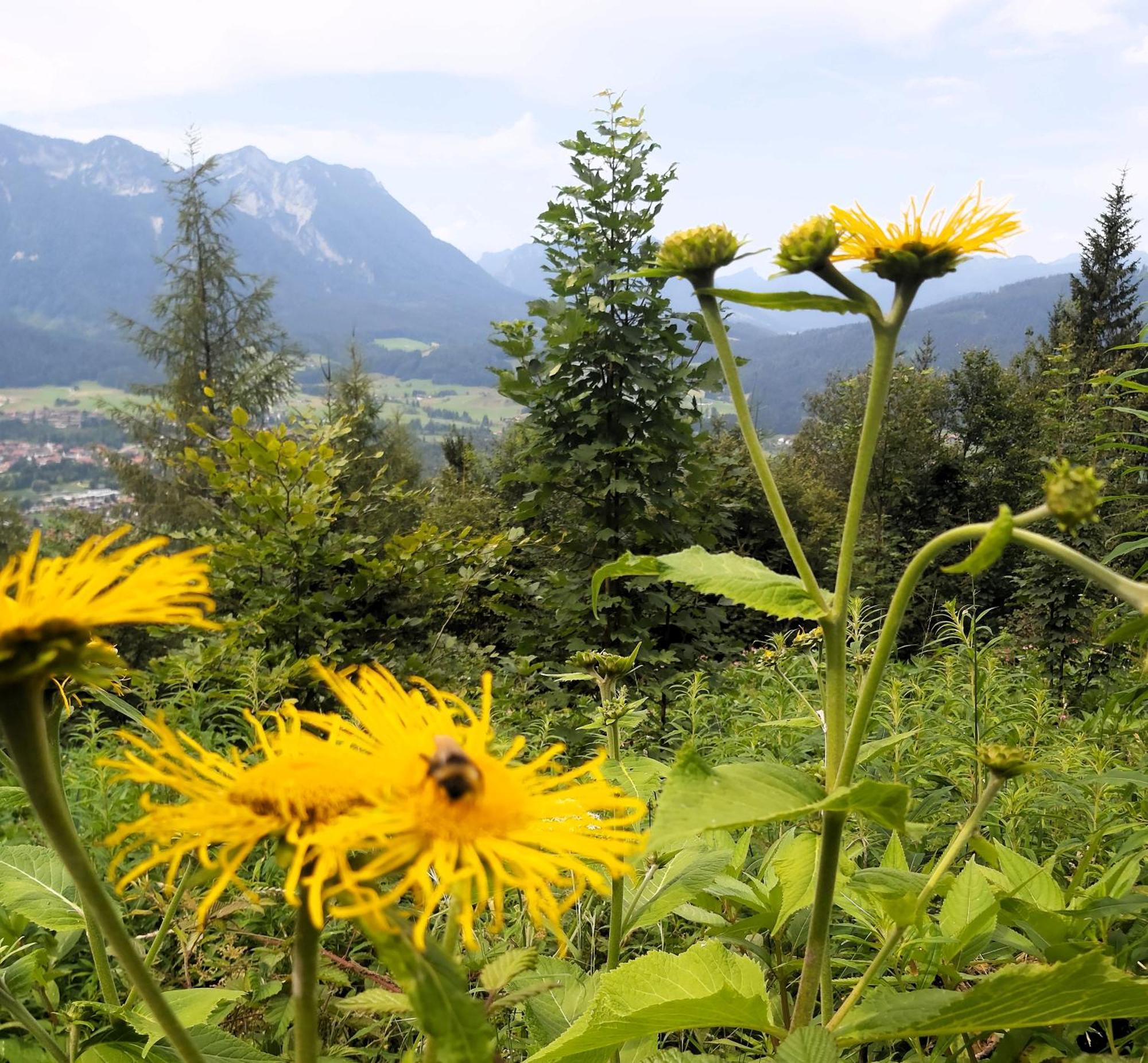 Apartment Andrea - Chiemgau Karte Inzell Luaran gambar